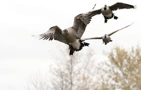 St Lawrence Outfitters Goose Hunting Duck Hunting Waterfowl Hunting
