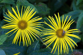 The flowers and leaves are… 14 Yellow Flowering Perennials For Gardens Horticulture Co Uk
