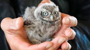 Beware - this season's baby owls could be nesting in your wood ...