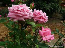 Check spelling or type a new query. Perfect Dream Photography Belinda S Dream Rose Just Our Pictures Of Roses Rose Pictures Rose Shrub Roses