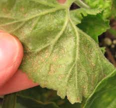 This would be cute if children make leaves before singing this song. 5 Diseases And Disorders Nc State Extension Publications