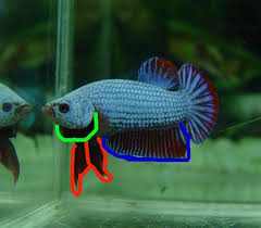 This magnificent species has important anatomical features called out in the graphic above. Figuring Out Your Females Tail Type Betta Splendens Betta Fish Betta Fresh Water Fish Tank