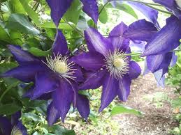 Image result for Clematis dolichopoda