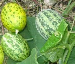 Image result for Zehneria scabra