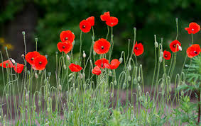 Check out our poppy flower selection for the very best in unique or custom, handmade pieces from our shops. Poppies To Remember Mitre 10