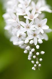 Bianchi fiori profumatissimi su renane: Fiori Bianchi