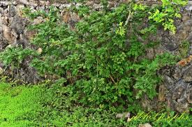 Image result for Zanthoxylum tenuipedicellatum