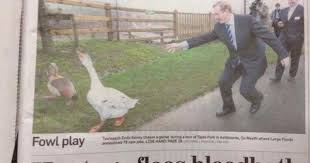 Run Poultry Run Funny Headlines Oh The Irony Make Me Laugh