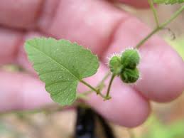 Image result for Tragia glabrata