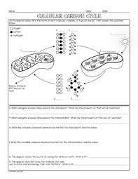 The worksheet is an assortment of 4 intriguing pursuits that will enhance your kid's knowledge and abilities. Cellular Carbon Cycle Biology Homework Worksheet By Science With Mrs Lau