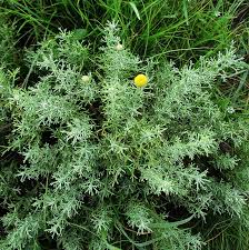 Image result for Pentzia