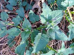 Pin On Plant Identification