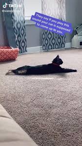 Pin By Durumeral On Tik Tok Video In 2020 Funny Animals Animal Jokes Really Funny Memes