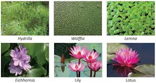 Jika anda mengalami masalah seperti ini, carisinyal memiliki solusi yang tepat untuk cara mengatasi aplikasi yang tidak terpasang. Contoh Tumbuhan Hidrofit Dan Cara Adaptasinya