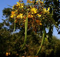 Image result for Senna petersiana