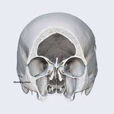 Image result for Maxillary Sinus