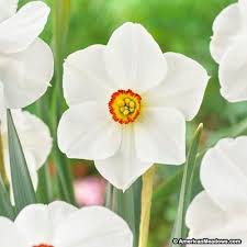 The Poet S Daffodil Bulbs Actaea Narcissus Daffodil Bulbs Daffodils Planting Bulbs