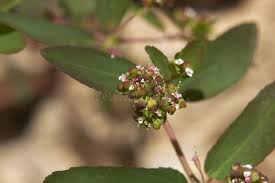 Image result for Euphorbia hyssopifolia