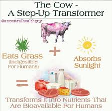 Animal Foods Are The Most Bio Available Foods For Humans Plant Foods Are Less Bio Available In Vitamins A E D Food Animals Plant Food Iron Plant