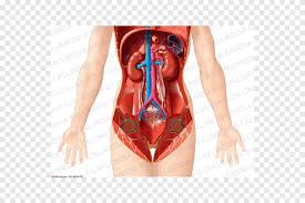Check spelling or type a new query. Abdomen Pelvis Organ Woman Thorax Woman People Human Png Pngegg