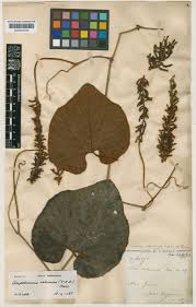 Image result for Ampelocissus