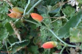 Image result for Corallocarpus welwitschii