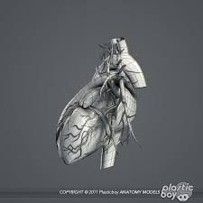 Circulatory Skeletal Systems Anatomy Heart 3d Model Skeletal System Anatomy Human Heart 3d Model