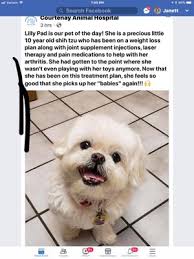 284 island pet hospital jobs available on indeed.com. Courtenay Animal Hospital 18 Photos 10 Reviews Veterinarians 2265 N Courtenay Pkwy Merritt Island Fl United States Phone Number