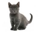 Russian Blue Kittens For Sale