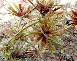 Image result for Cyperus cuspidatus
