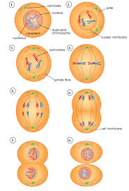 Check spelling or type a new query. Plant Life Mitosis And Meiosis