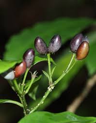 Image result for Rauvolfia nana