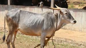 At the most basic level, the deep roots of the american brahman breed stem back to indian cattle in the old world. Cattle Breeds From India Indonesia Beef2live Eat Beef Live Better