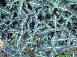 Image result for Ruellia makoyana