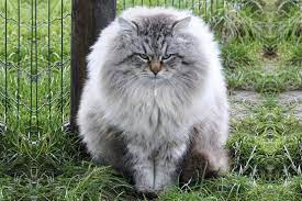 Дымчатый сибирский кот