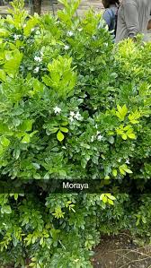 Image result for Ixora brachypoda