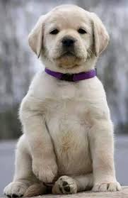 exceptional labrador puppies x info is available on our website take a look and you will not be sorry labrador retriever dog labrador retriever labrador dog