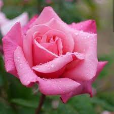 Rose Rain Drops Look Wallpaper Pinkrose Dpzz Dp Raindrops Garden Love Like Hybrid Tea Roses Beautiful Rose Flowers Pink Flowers
