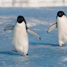 Their popular book, which was also chosen for the neh's bridging cultures project, was published by penguin classics in 1984 and revised in 2011, when they added the prologue and epilogue. Pdf 8 Biogeographic Patterns Of Birds And Mammals