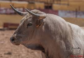 Pin De Bonnie Williams En Tauromagia Toros De Lidia Toros Y Toreros Toros Bravos