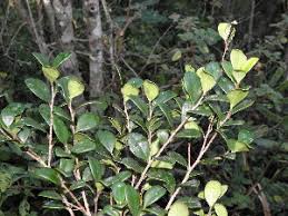 Image result for Dovyalis lucida