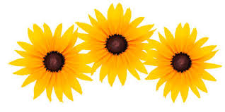 White roses and dried palm leaves. Indivstock