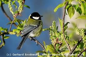 Image result for Kohlmeise vogelhouse