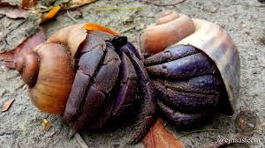 Left claw is larger and it. Hermit Crab Species Blueberry Coenobita Purpureus Attached To The Tree Trunk Steemit