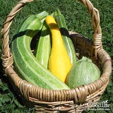 Maybe you would like to learn more about one of these? 5 Ways To Freeze Zucchini