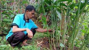 Cari kapulaga di indonesia, distributor kapulaga, supplier, dealer, agen, importir, kami mempunyai database terlengkap untuk kapulaga indonesia. Kapulaga Tembus Rp 250 Ribu Perkilogram Petani Di Banjarnegara Mendulang Untung Tribun Banyumas