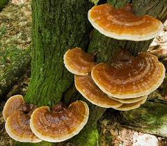 Image result for Ganoderma lucidum