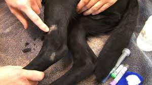 We did not find results for: Blood Draw Lateral Saphenous