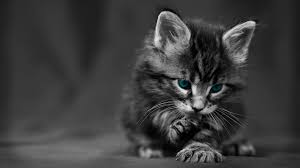 Cute Kitty Photo Credit Ishwar P Kalpatri For More Cool Stuff Follow Me Cat Wallpaper Kitten Wallpaper Cat With Blue Eyes