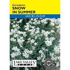 Image result for Cerastium